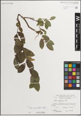 Foto von Salix myrsinifolia Salisb.